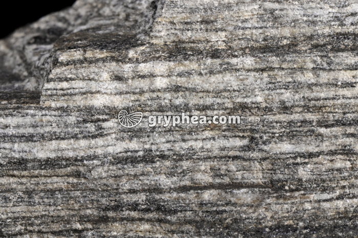 Gneiss - détail - gryphea.com